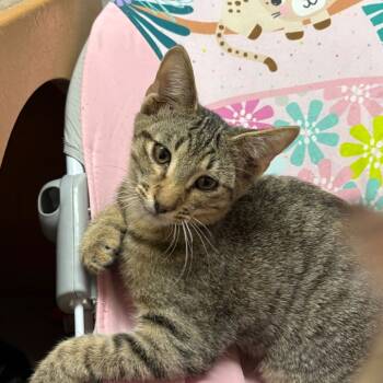 Rescue Domestic Short Hair Cats for Adoption in Laredo, Texas - Roy | PetCurious