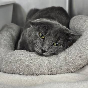 Rescue Domestic Short Hair Cats for Adoption in Evansville, Indiana - McFlurpy | PetCurious