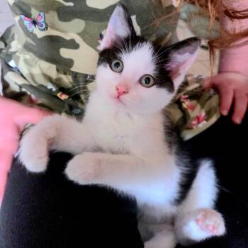 Domestic Short Hair Cats Available for Adoption in Green Bay, Wisconsin - Mooris | PetCurious