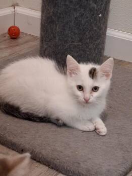 Creek -  Domestic Short Hair and Tabby Cat for Adoption in Westfield, Wisconsin - Creek | PetCurious