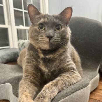 Dolly -  Domestic Medium Hair Cat for Adoption in Mcdonough, Georgia - Dolly | PetCurious