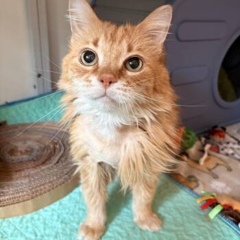 Roxy -  Domestic Long Hair Cat for Adoption in White Oak, Pennsylvania - Roxy | PetCurious