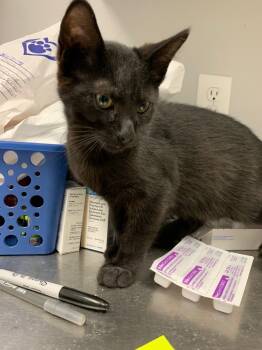 Rescue Domestic Short Hair Cats for Adoption in Angola, Indiana - Periwinkle | PetCurious