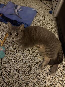 Domestic Short Hair Cats Available for Adoption - Magpie | PetCurious