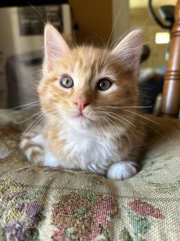 Peaches -  Domestic Medium Hair Cat Available for Adoption in Gilroy, California - Peaches | PetCurious