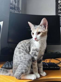 Callie -  Domestic Short Hair Cat for Adoption in Elk Grove, California - Callie | PetCurious