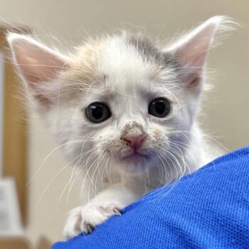 Belle -  Domestic Short Hair Cat for Adoption in Oakland, California - Belle | PetCurious