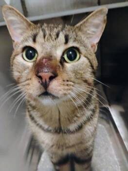 Frederick -  Domestic Short Hair Cat for Adoption in Port St. Joe, Florida - Frederick | PetCurious