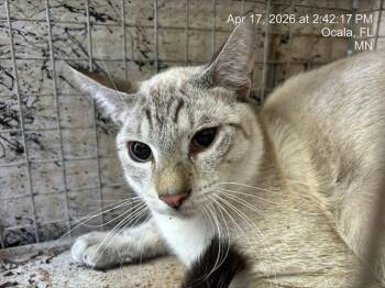 Siamese Cats Available for Adoption in Ocala, Florida - A380499 | PetCurious