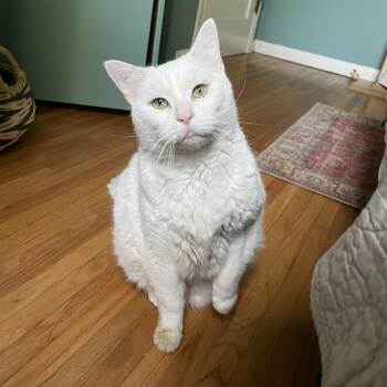 Mr. Mime--In Foster -  Domestic Short Hair Cat for Adoption in Fargo, North Dakota - Mr. Mime--In Foster | PetCurious