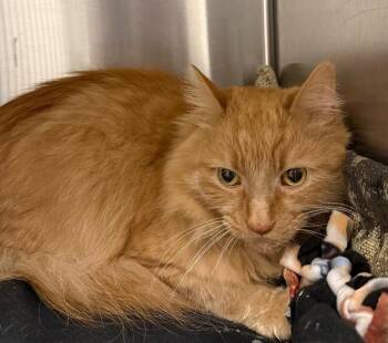 Nardo -  Domestic Long Hair Cat for Adoption in Yankton, South Dakota - Nardo | PetCurious
