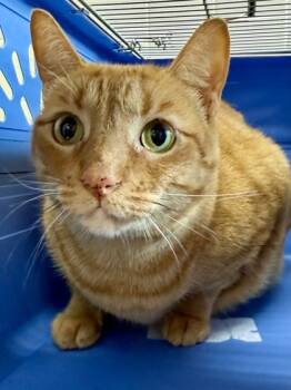 Rescue Domestic Short Hair Cats for Adoption in San Antonio, Texas - Kelsie | PetCurious