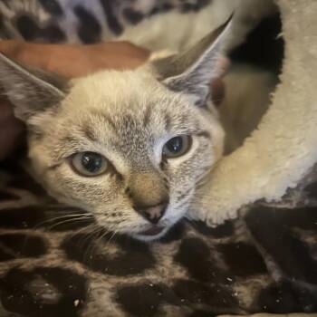 Shiitake -  Domestic Short Hair Cat for Adoption in Veneta, Oregon - Shiitake | PetCurious