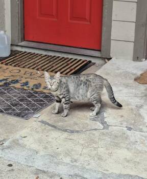 Domestic Short Hair Cats Available for Adoption in San Antonio, Texas - WANDA | PetCurious