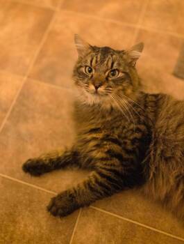Domestic Medium Hair and Maine Coon Cats Available for Adoption in Pasco, Washington - Ahi | PetCurious