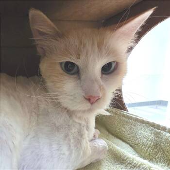 Domestic Medium Hair Cats Available for Adoption in Reno, Nevada - Cashmere | PetCurious