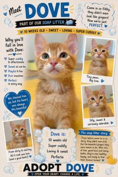 Dove -  Domestic Short Hair Cat for Adoption in Beaverton, Oregon - Dove | PetCurious