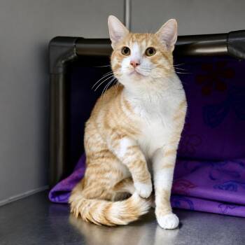 Apollo -  American Shorthair Cat for Adoption in Las Vegas, Nevada - Apollo | PetCurious