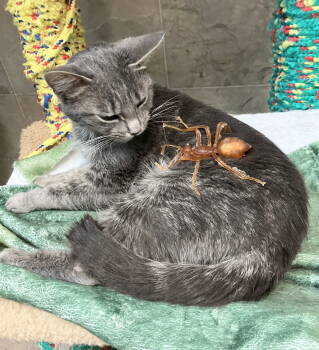 Rescue Tabby and Domestic Short Hair Cats for Adoption in Dublin, Ohio - Cora | PetCurious