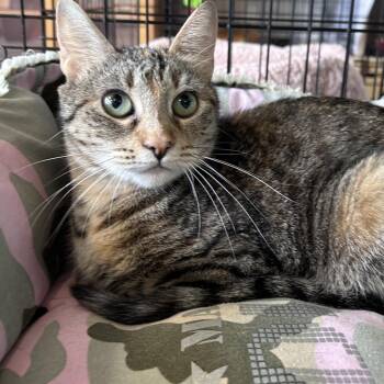 Monkey -  Domestic Short Hair Cat for Adoption in Webster, Texas - Monkey | PetCurious