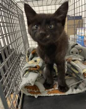JAMIROQUAI -  Domestic Short Hair Cat for Adoption in Killeen, Texas - JAMIROQUAI | PetCurious