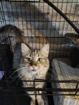 Maine Coon and Domestic Long Hair Cats Available for Adoption - Nora Jane | PetCurious