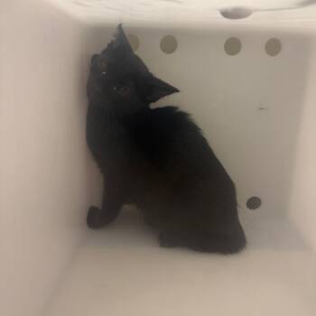 Milk -  Domestic Short Hair Cat for Adoption in Columbus, Georgia - Milk | PetCurious