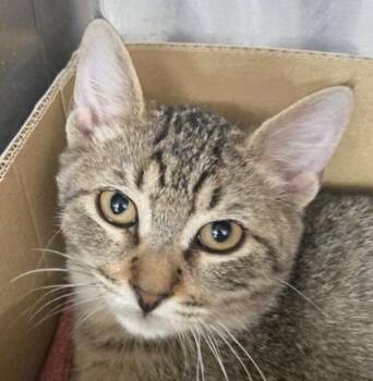 Laney -  Domestic Short Hair Cat for Adoption in River Ridge, Louisiana - Laney | PetCurious