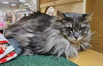 Domestic Long Hair Cats Available for Adoption in East Greenwich Township, New Jersey - Jaju | PetCurious