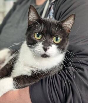 Domestic Short Hair Cats Available for Adoption in Canfield, Ohio - BLUE | PetCurious