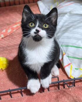Panini -  Domestic Short Hair Cat for Adoption in Novato, California - Panini | PetCurious