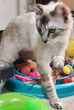 Siamese Cats Available for Adoption in San Antonio, Texas - Ziva | PetCurious