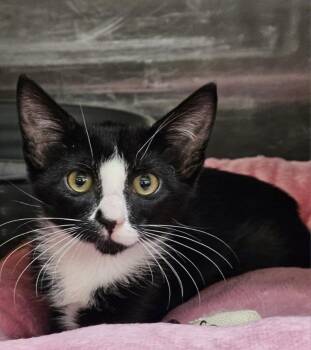 Prairie -  Domestic Short Hair Cat for Adoption in Covington, Louisiana - Prairie | PetCurious