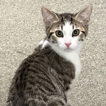 Peanut - Tiny Kitten, Big Personality -  Domestic Short Hair Cat for Adoption in Prescott, Arizona - Peanut - Tiny Kitten, Big Personality | PetCurious