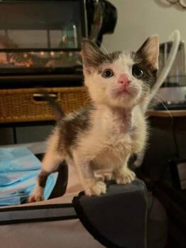 Wilykit -  Domestic Short Hair Cat for Adoption in Cincinnati, Ohio - Wilykit | PetCurious