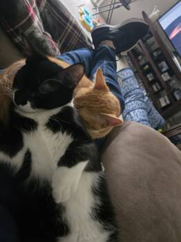 Tabby Cats Available for Adoption - Garfield ( Alice) | PetCurious