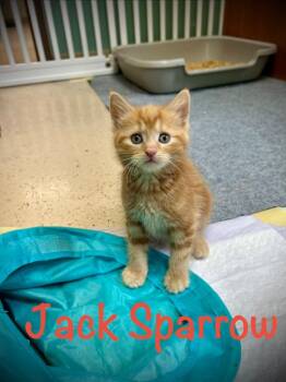 Domestic Short Hair Cats Available for Adoption in West Union, Ohio - Jack Sparrow | PetCurious