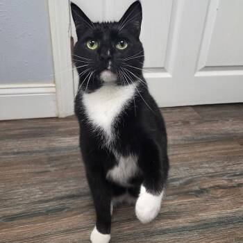 Buzz -  Domestic Short Hair Cat for Adoption in Warwick, Rhode Island - Buzz | PetCurious