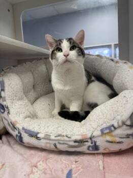 Rescue Domestic Short Hair Cats for Adoption in Atlanta, Georgia - Genesis | PetCurious
