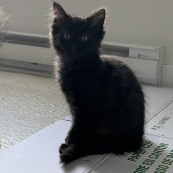 Asher -  Domestic Medium Hair Cat Available for Adoption in Abbotsford, British Columbia - Asher | PetCurious