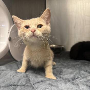 Domestic Short Hair Cats Available for Adoption in East St. Louis, Illinois - Boaz-C | PetCurious