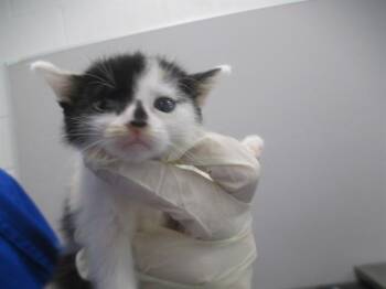 HINDI -  Domestic Short Hair Cat for Adoption in Ocala, Florida - HINDI | PetCurious