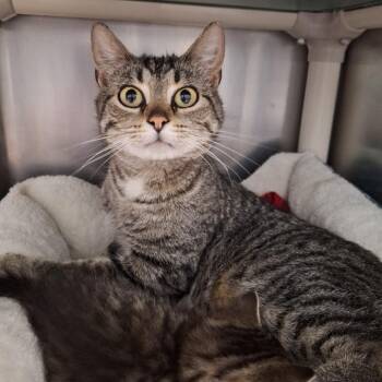 Bumblebee -  Domestic Short Hair Cat for Adoption in Attica, New York - Bumblebee | PetCurious