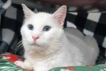 Stingray -  Domestic Short Hair Cat for Adoption in Schenectady, New York - Stingray | PetCurious