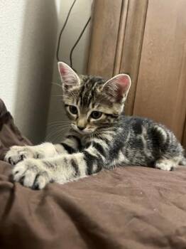 Julie -  Domestic Short Hair Cat for Adoption in Largo, Florida - Julie | PetCurious