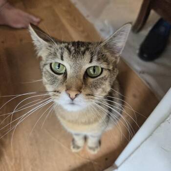 Solstice -  Domestic Short Hair Cat for Adoption in Abbotsford, British Columbia - Solstice | PetCurious