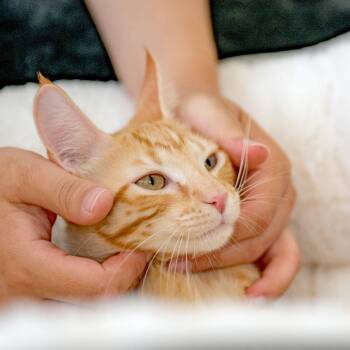 Lobster -  Domestic Short Hair Cat for Adoption in Chapel Hill, North Carolina - Lobster | PetCurious