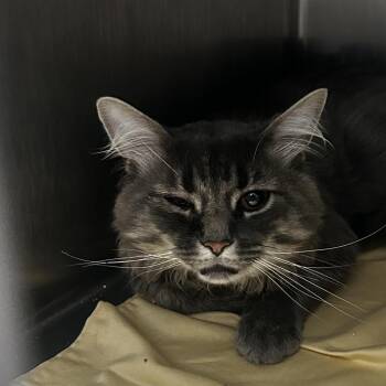 stray TNR -  Domestic Short Hair Cat for Adoption in Newark, New Jersey - Stray TNR | PetCurious