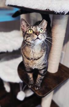 Lila -  Domestic Short Hair Cat for Adoption in Houston, Texas - Lila | PetCurious
