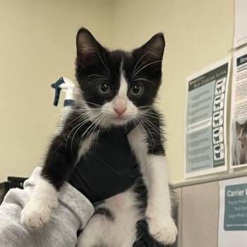 Marit -  Domestic Short Hair Cat for Adoption in Chicago, Illinois - Marit | PetCurious